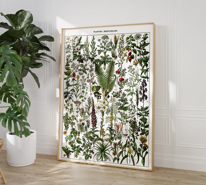Pode incluir: Uma ilustra&ccedil;&atilde;o bot&acirc;nica vintage de plantas medicinais, com uma variedade de folhas verdes, flores e bagas. A ilustra&ccedil;&atilde;o &eacute; intitulada "Plantes Medicinales" e est&aacute; emoldurada em uma moldura de madeira clara.