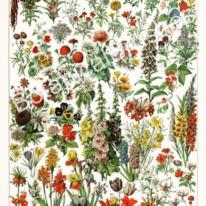 K&ouml;nnte beinhalten: Eine Vintage-botanische Illustration mit einer Vielzahl von Blumen, die jeweils mit einer Nummer gekennzeichnet sind. Die Blumen sind in leuchtenden Farben dargestellt, darunter Rot, Gelb, Blau, Rosa und Wei&szlig;. Die Illustration tr&auml;gt den Titel "FLEURS" und ist ein wundersch&ouml;nes Beispiel f&uuml;r botanische Kunst.