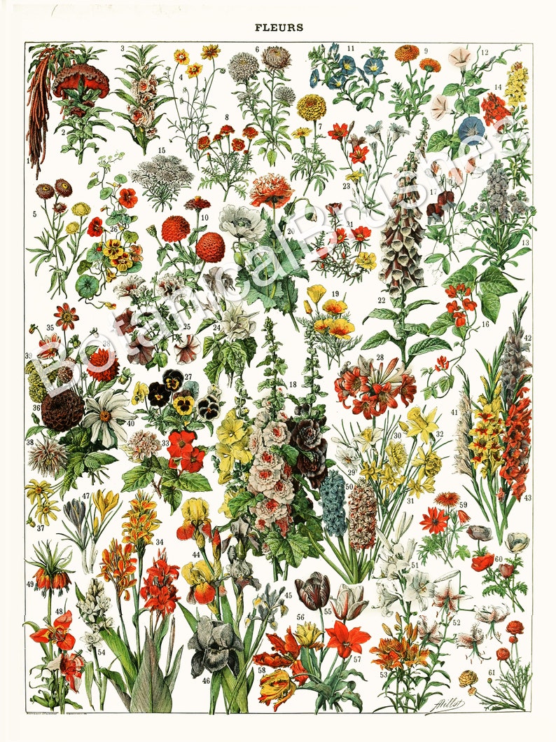 K&ouml;nnte beinhalten: Eine Vintage-botanische Illustration mit einer Vielzahl von Blumen, die jeweils mit einer Nummer gekennzeichnet sind. Die Blumen sind in leuchtenden Farben dargestellt, darunter Rot, Gelb, Blau, Rosa und Wei&szlig;. Die Illustration tr&auml;gt den Titel "FLEURS" und ist ein wundersch&ouml;nes Beispiel f&uuml;r botanische Kunst.