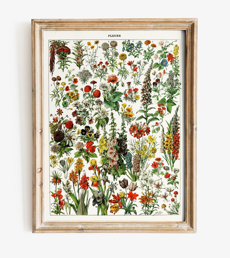 K&ouml;nnte beinhalten: Eine Vintage-botanische Illustration verschiedener Blumen, die mit Nummern versehen sind. Die Blumen sind in Rot-, Gelb-, Blau- und Wei&szlig;t&ouml;nen dargestellt, mit gr&uuml;nen Bl&auml;ttern und Stielen. Der Titel "FLEURS" ist oben auf dem Bild gedruckt.