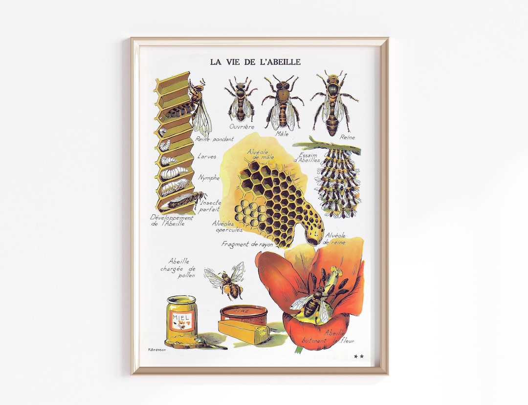 Antique Bee Art Printable | Digital Download | Bumble Bee Art Print ...