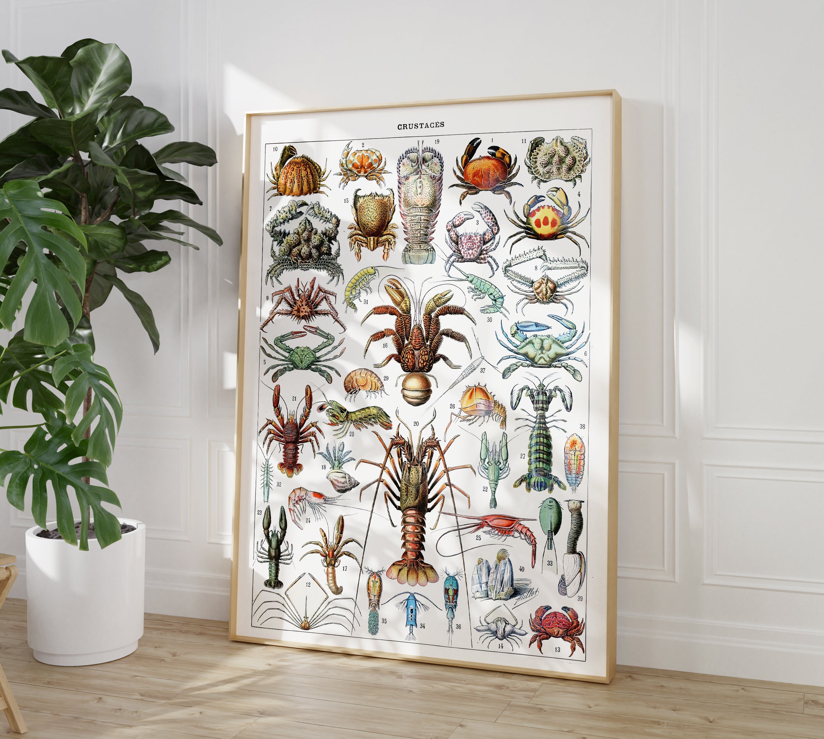 Printable Sealife Art Print Digital Download Adolphe Millot Poster Crustaceans Print Vintage Sea ...
