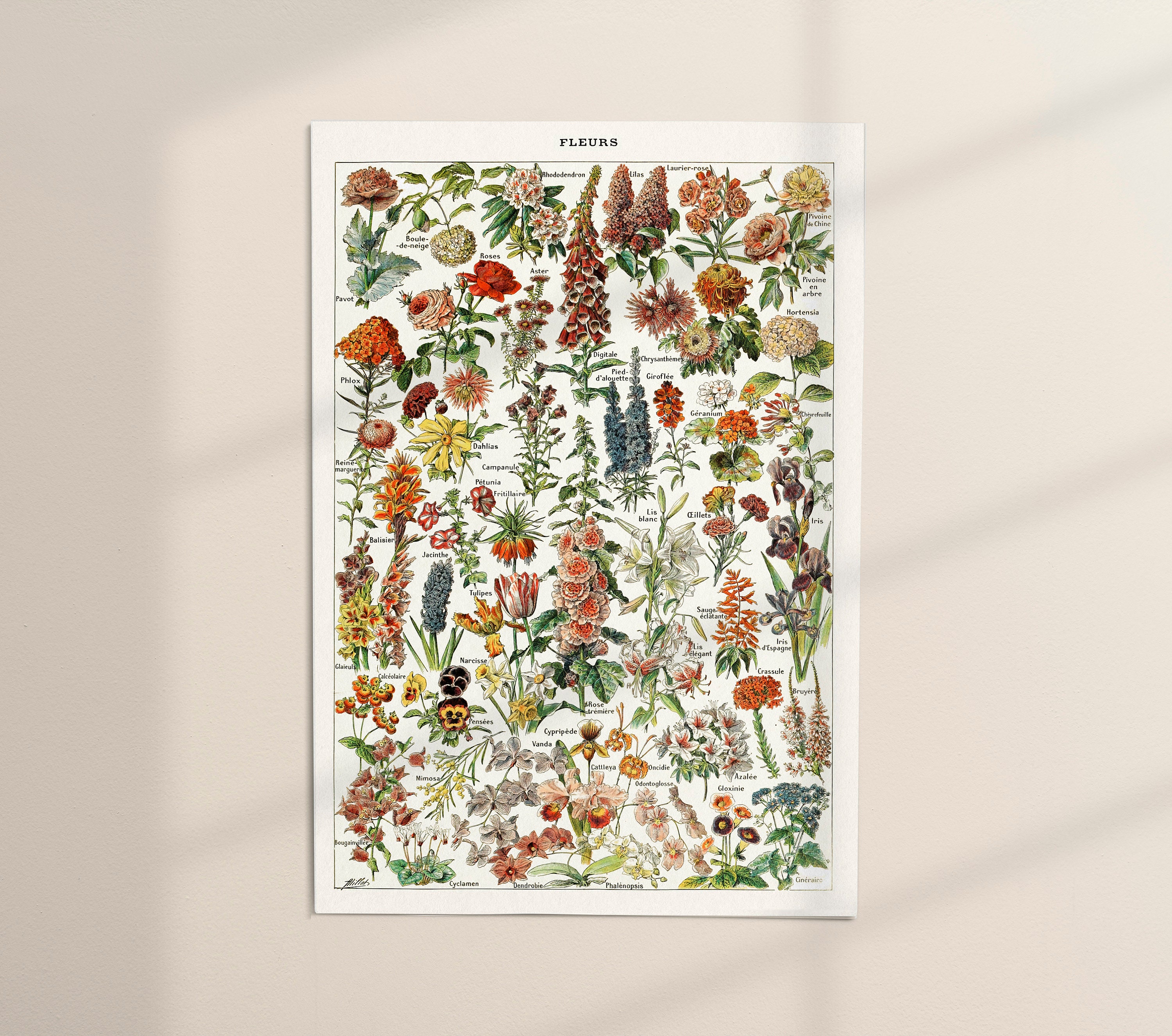 Printable Flower Poster, Botanical Wall Art, Digital Download ...