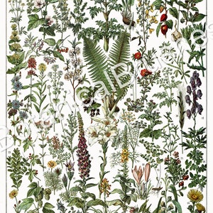 Pode incluir: Uma ilustra&ccedil;&atilde;o bot&acirc;nica vintage de plantas medicinais. A imagem apresenta 51 plantas diferentes, cada uma etiquetada com um n&uacute;mero. As plantas est&atilde;o dispostas em filas e colunas, e a imagem &eacute; cercada por uma borda branca. O t&iacute;tulo da imagem &eacute; "PLANTES M&Eacute;DICINALES".