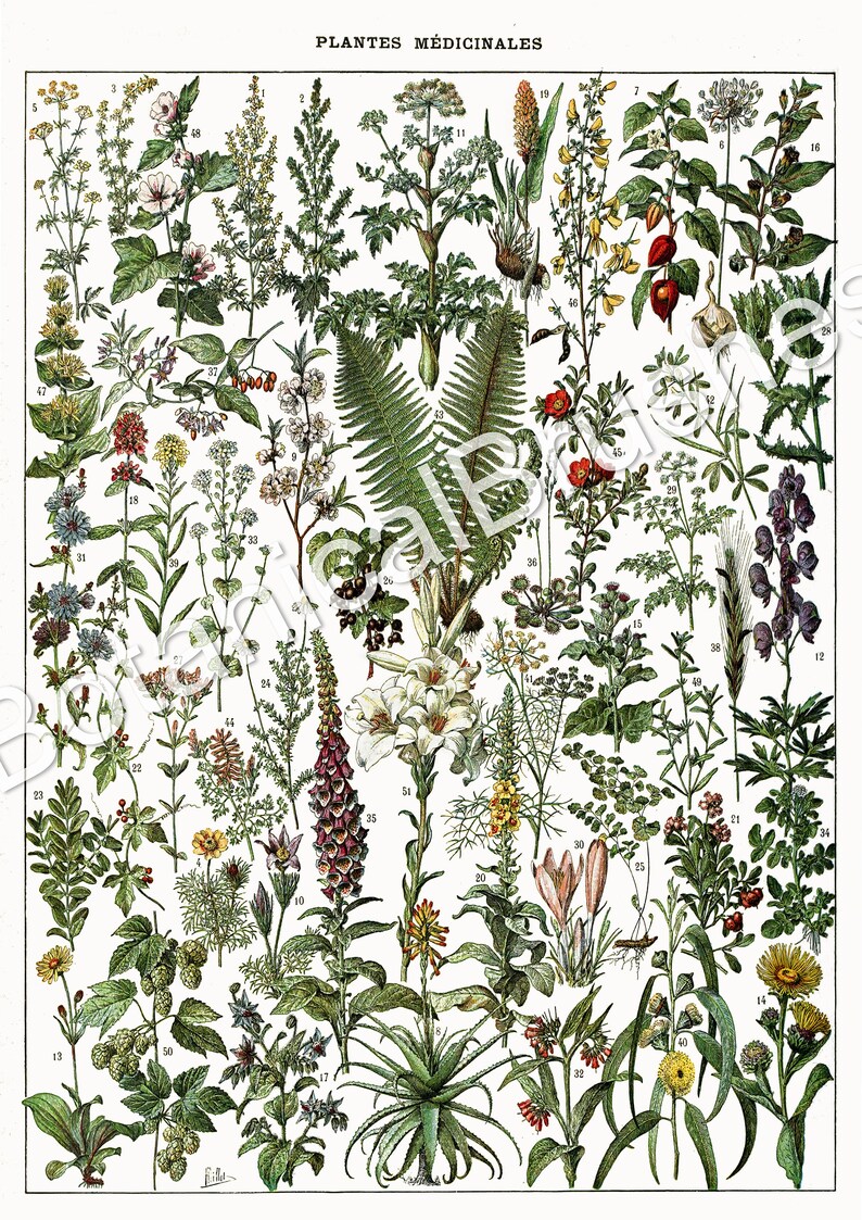 Pode incluir: Uma ilustra&ccedil;&atilde;o bot&acirc;nica vintage de plantas medicinais. A imagem apresenta 51 plantas diferentes, cada uma etiquetada com um n&uacute;mero. As plantas est&atilde;o dispostas em filas e colunas, e a imagem &eacute; cercada por uma borda branca. O t&iacute;tulo da imagem &eacute; "PLANTES M&Eacute;DICINALES".