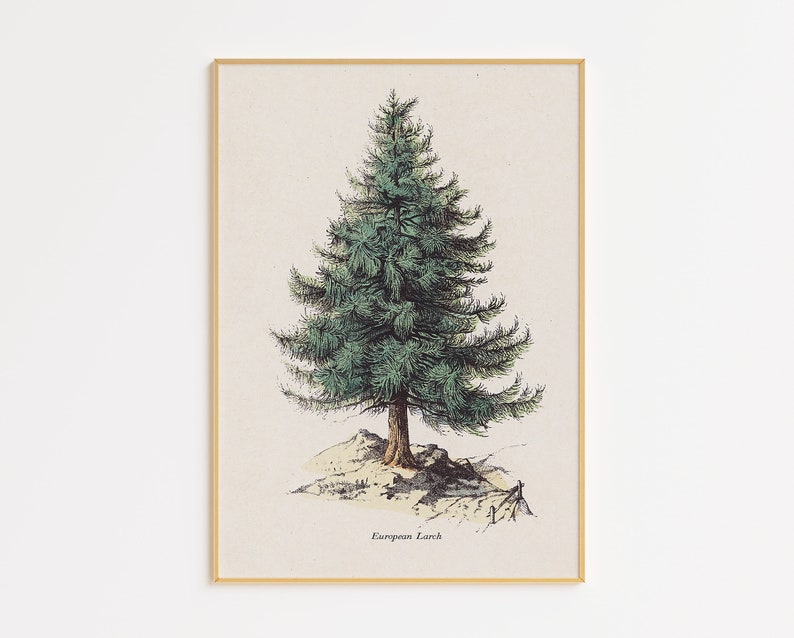 Set of 6 Vintage Tree Illustration Printable Art | Botanical Art Prints ...