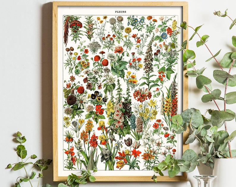 K&ouml;nnte beinhalten: Vintage botanischer Illustration-Druck mit einer Vielzahl von Blumen in Rot-, Gelb-, Rosa- und Blaut&ouml;nen. Der Druck tr&auml;gt den Titel "FLEURS" und enth&auml;lt Nummern und Namen f&uuml;r jede Blume.