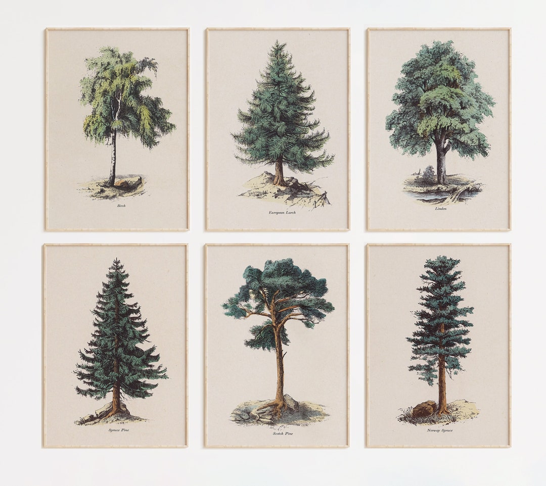 Set of 6 Vintage Tree Illustration Printable Art | Botanical Art Prints ...