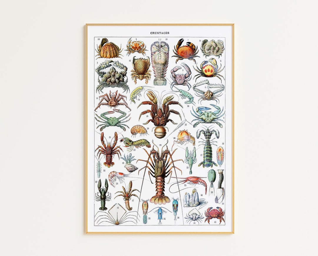 Printable Sealife Art Print | Digital Download | Adolphe Millot Poster | Crustaceans Print ...