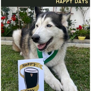 May include: A black and white husky dog wearing a green collar with a white card that says "Happy Days" with a drawing of a pint of Guinness on it.