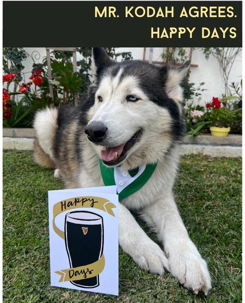 May include: A black and white husky dog wearing a green collar with a white card that says "Happy Days" with a drawing of a pint of Guinness on it.
