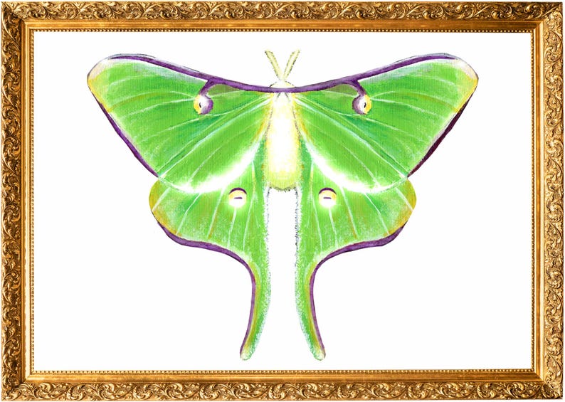 Green Luna Moth Art Print, Handmade Insect Painting (digital Download ...