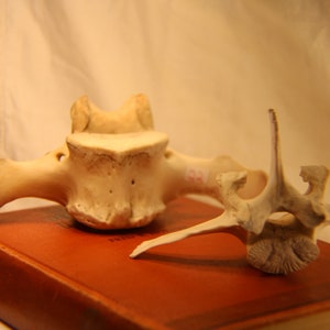 Vertebrae Bone Stand - Etsy