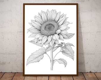 Sunflower Vintage Vector Illustration/ Vintage Printable Art/ Black and White Flowers Design / Botanical Sunflower Clipart