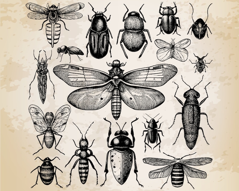 17 Insects Collection Vintage Illustration Vector / Insects Design / Insects Clip Art / Vintage Printable Art / Black and White Insects Set image 2