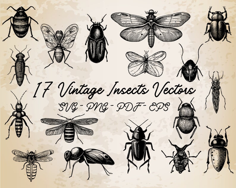 17 Insects Collection Vintage Illustration Vector / Insects Design / Insects Clip Art / Vintage Printable Art / Black and White Insects Set image 1