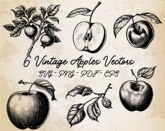 6 Apples Collection Vintage Illustration Vector / Apple's Design / Apple's Clip Art / Vintage Printable Art / Black and White Apple Set