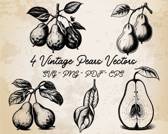 4 Pears Collection Vintage Illustration Vector / Pears Design / Pears Clip Art / Vintage Printable Art / Black and White Pear Set