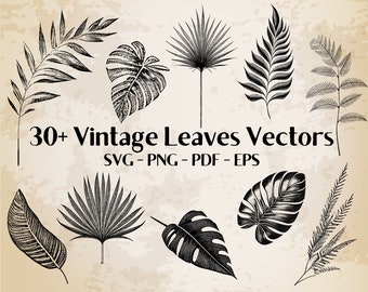 30+ Leaves Collection Vintage Illustration Vector / Leaves svg | leaves bundle / branch svg / leaf svg / leaf vector | leaf png