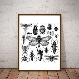 17 Insects Collection Vintage Illustration Vector / Insects Design / Insects Clip Art / Vintage Printable Art / Black and White Insects Set image 3