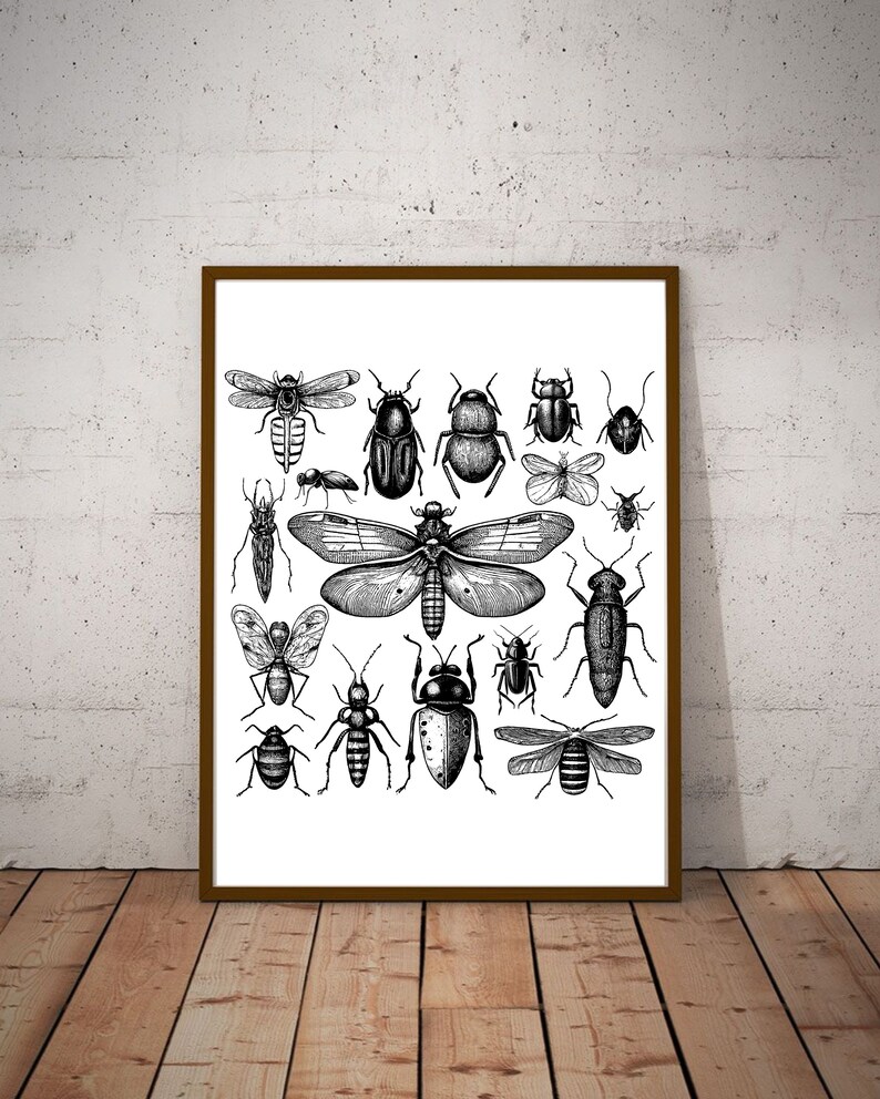 17 Insects Collection Vintage Illustration Vector / Insects Design / Insects Clip Art / Vintage Printable Art / Black and White Insects Set image 3