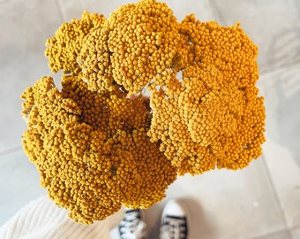 Achillea Parker Gelbe Trockenblumen, Konservierte Blumen, Gelber Blumenstrauß, Achillea Parker, Trockenblumen bulk, Getrocknete Schafgarbe Blumen