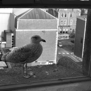 Seagull Black and White Seagull