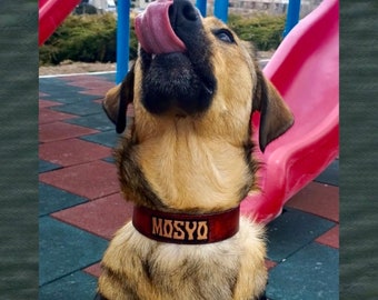 Puede incluir: Un perro marrón y negro con un collar de cuero marrón con el nombre "MOSYO" grabado en él. El perro está sacando la lengua y mirando hacia arriba.