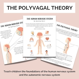 May include: A colorful infographic explaining the Polyvagal Theory, a concept in neuroscience that describes how the vagus nerve helps regulate our nervous system and emotions. The infographic features illustrations of the brain, heart, and nervous system, along with text explaining the theory.