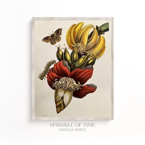 Vintage Banana Plant Printable Art | Digital Download | Antique Flower Print | FF-19