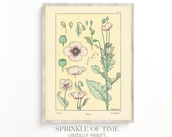 Arte imprimible de flor de amapola botánica vintage / Descarga digital / Estampado de flores antiguas / FF-09
