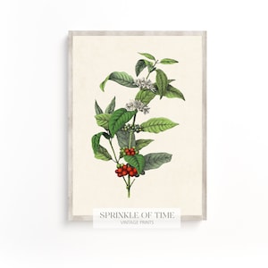 Vintage Coffee Plant Wall Art | Digital Download | Antique Flower Print | FF-14