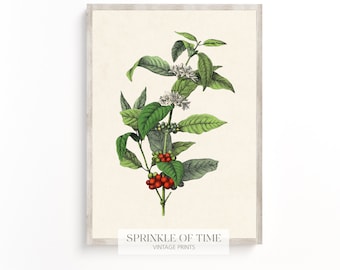 Vintage Coffee Plant Wall Art | Digital Download | Antique Flower Print | FF-14