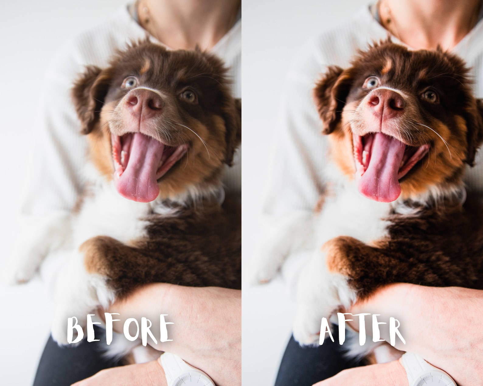 10 Puppy Lightroom Presets, Dogs Lightroom Presets, Pets Lightroom ...