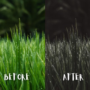 May include: Before and after image showing the effect of a photo filter on a close-up of green grass with dew drops. The image on the left is the original image, and the image on the right is the filtered image. The filtered image is darker and has a more dramatic look.