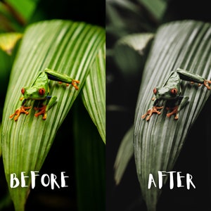 May include: A green tree frog with red eyes sits on a green leaf. The frog has orange feet and is perched on a large, green leaf with visible veins. The background is blurred and out of focus.