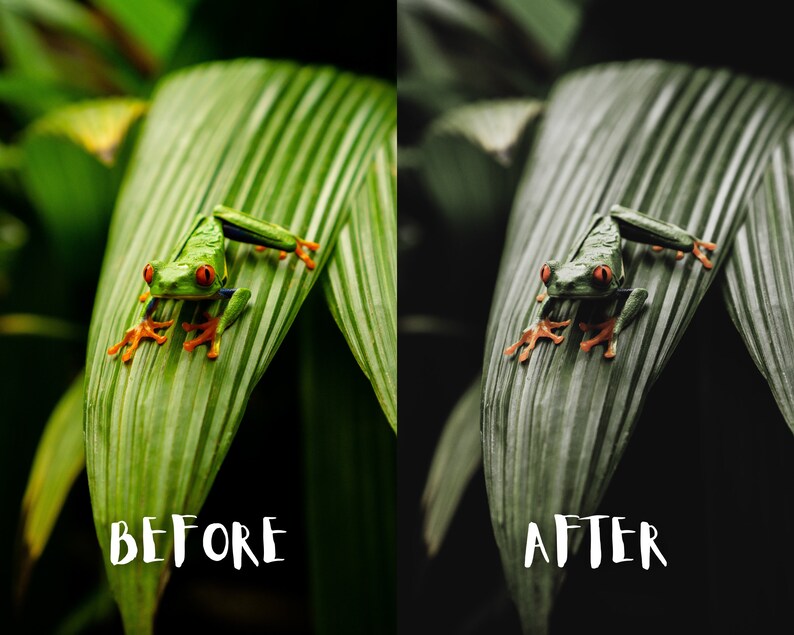 May include: A green tree frog with red eyes sits on a green leaf. The frog has orange feet and is perched on a large, green leaf with visible veins. The background is blurred and out of focus.
