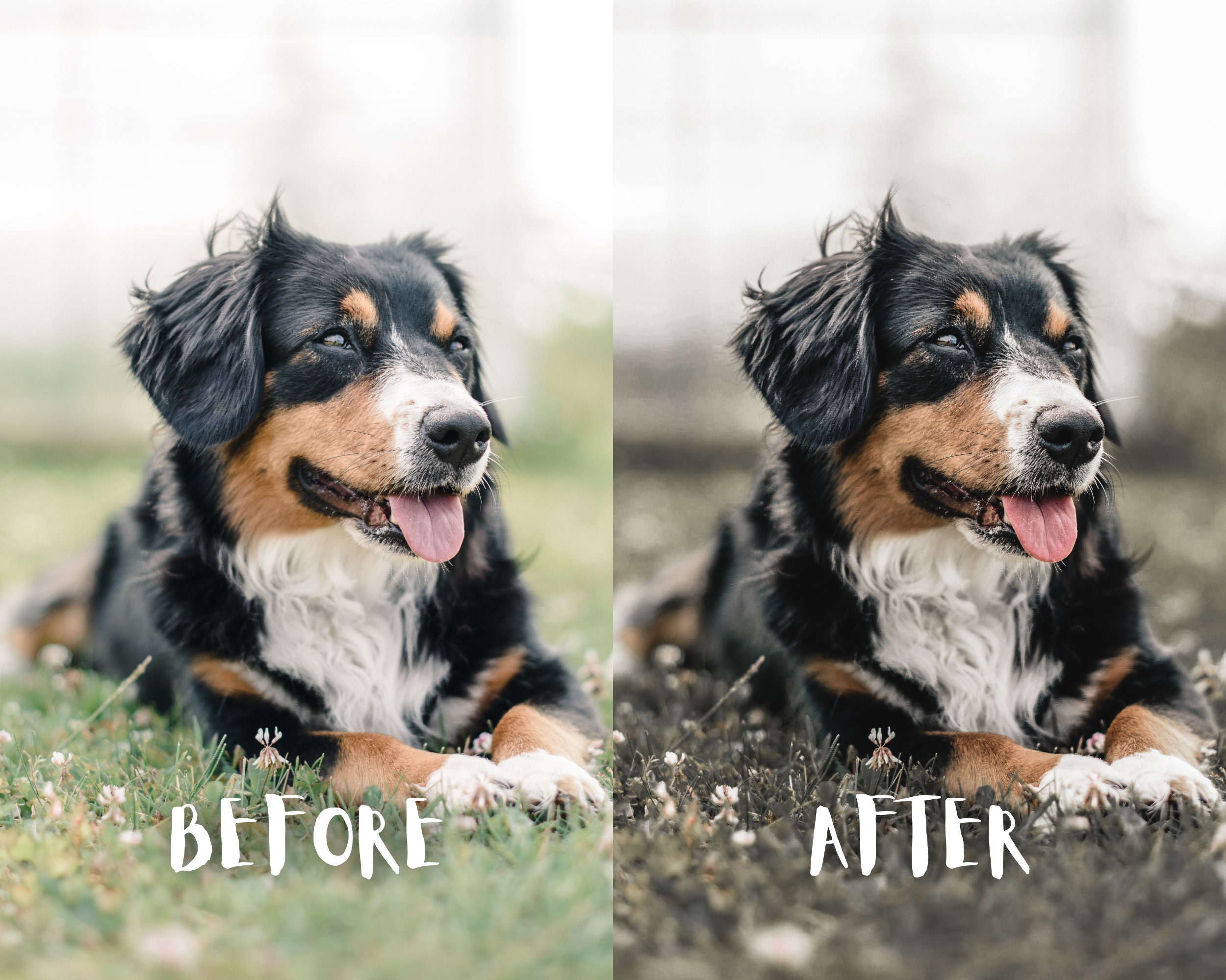 10 Dogs Lightroom Presets, Dogs Presets, Pets Presets for Lightroom ...