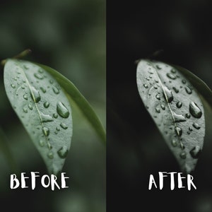 May include: A close-up of a green leaf with water droplets on it. The leaf is in focus, while the background is blurred.