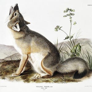 Swift Fox by John J. Audubon - Hanging Canvas Art, with Choice of Hanging Board Colors. image 1