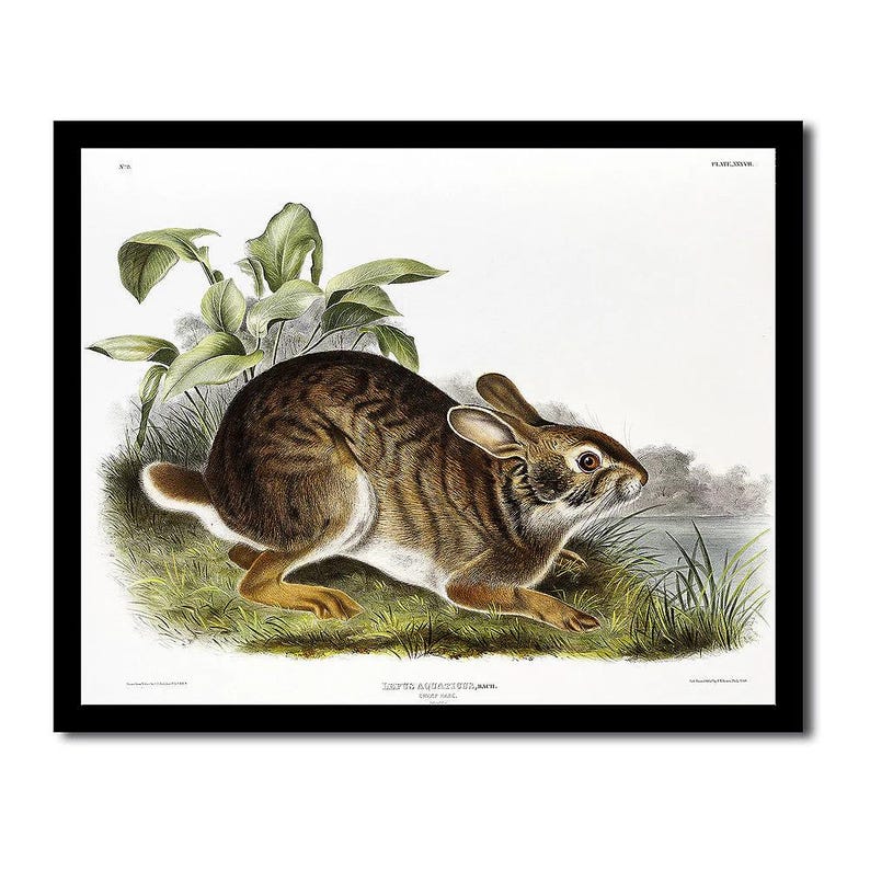 Swift Fox by John J. Audubon - Hanging Canvas Art, with Choice of Hanging Board Colors. image 6