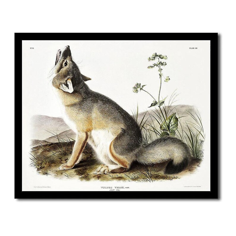 Swift Fox by John J. Audubon - Hanging Canvas Art, with Choice of Hanging Board Colors. image 7