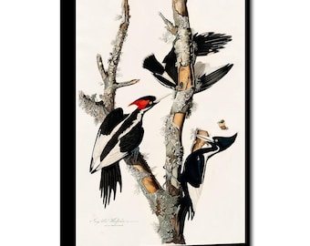 Ivory-billed Woodpecker by John J. Audubon - Hanging Canvas Art, with Choice of Hanging Board Colors.
