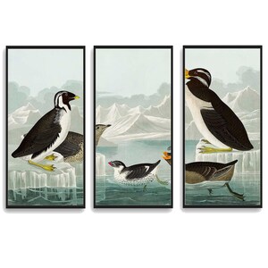 Black-throated Guillemot, Nobbed-billed Auk by John James Audubon - Multi-Paneled Prints, Choose Number of Panels, Total Size, and Accent
