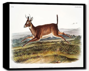 Long-tailed Deer by John J. Audubon - Hanging Canvas Art, with Choice of Hanging Board Colors.