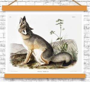 Swift Fox by John J. Audubon - Hanging Canvas Art, with Choice of Hanging Board Colors. image 3