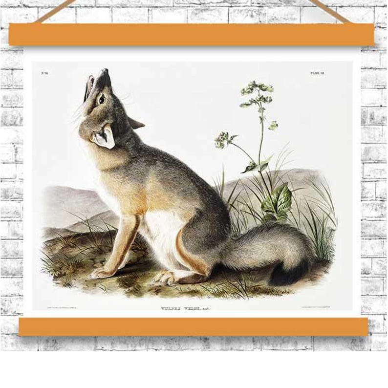 Swift Fox by John J. Audubon - Hanging Canvas Art, with Choice of Hanging Board Colors. image 3