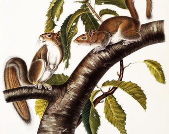 Carolina Grey Squirrel by John J. Audubon - Hanging Canvas Art, with Choice of Hanging Board Colors.