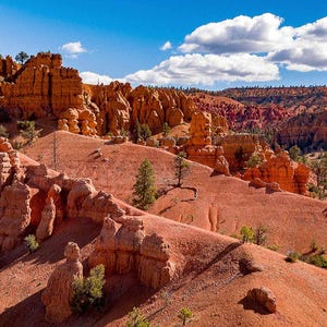 Dixie National Forest - Multi-Paneled Mural, Choose Number of Panels, Total Size, and Accent Color.
