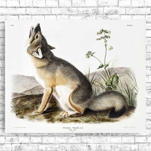 Swift Fox by John J. Audubon - Hanging Canvas Art, with Choice of Hanging Board Colors. image 2